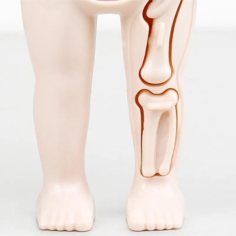Human Body Part Model Educational Toy Set Detachable Human Organs Model