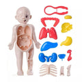 Human Body Part Model Educational Toy Set Detachable Human Organs Model