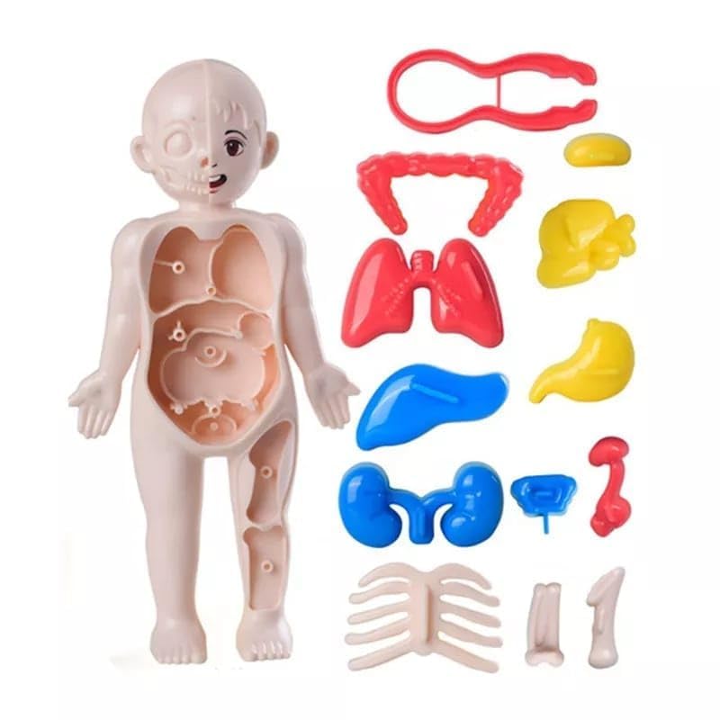 Human Body Part Model Educational Toy Set Detachable Human Organs Model