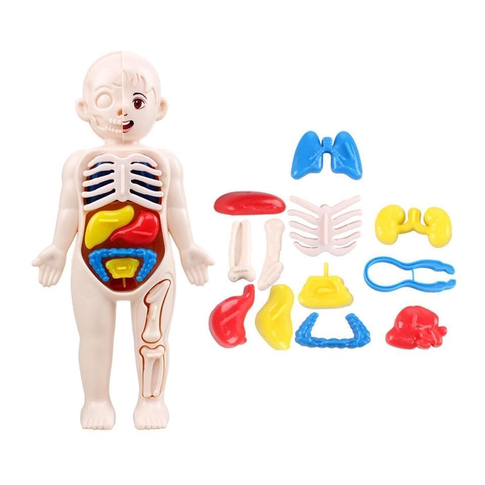 Human Body Part Model Educational Toy Set Detachable Human Organs Model