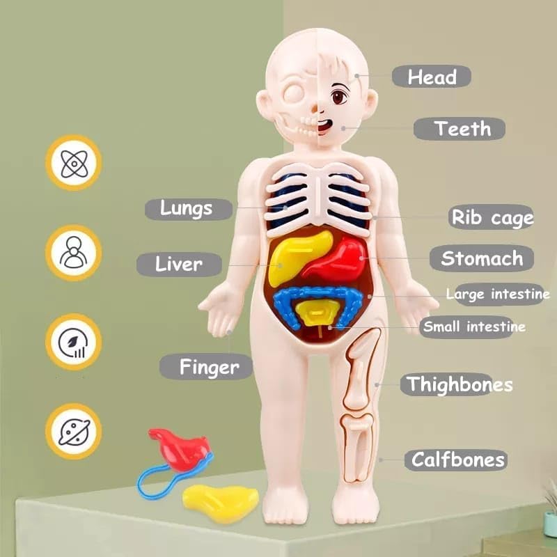 Human Body Part Model Educational Toy Set Detachable Human Organs Model